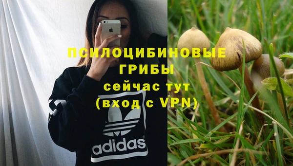 сатива Магадан